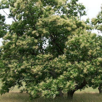 Castanea dentata x mollissima