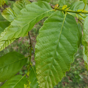 Castanea dentata x mollissima