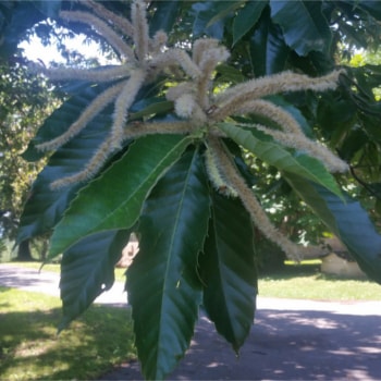 Castanea dentata x mollissima