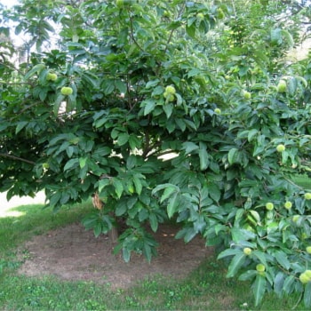 Castanea dentata x mollissima