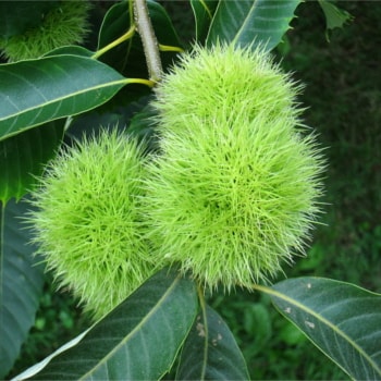 Castanea dentata x mollissima